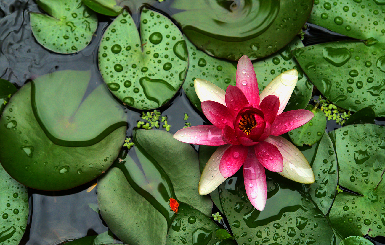 Water lily pond at Deveron Water Lilies