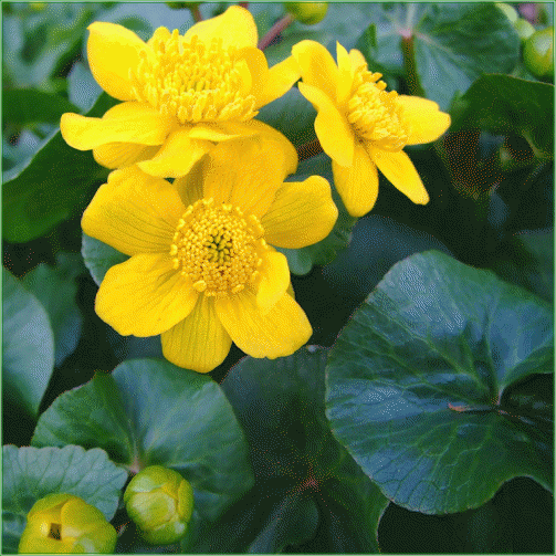 CALTHA PALUSTRIS (Marsh Marigold)