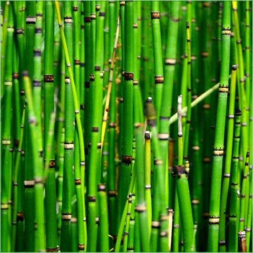EQUISETEM JAPONICUM