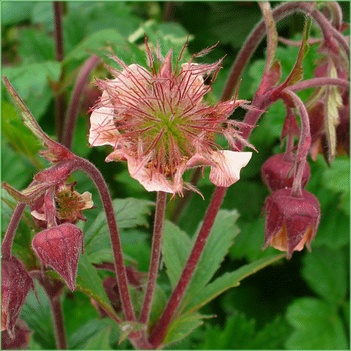 GEUM RIVALE (Water Avens)