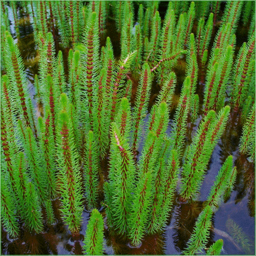 HIPPURIS VULGARIS (Mares Tail)