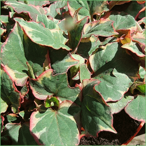 HOUTTUYNIA CORDATA (Chameleon)