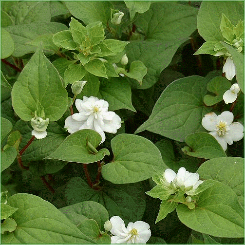 HOUTTUYNIA CORDATA (Flora Plena)