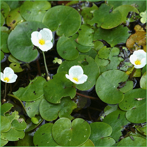 Floating Plants