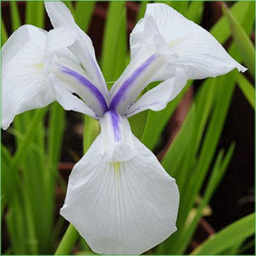 IRIS LAEVIGATA (Snow Drift)
