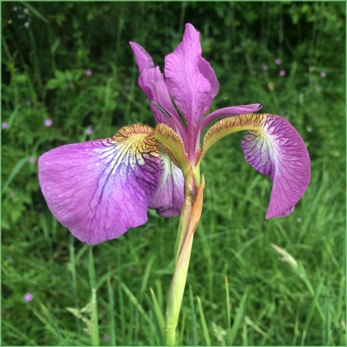 Iris Sparkling Rose