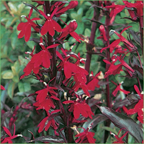 LOBELIA CARDINALIS (Queen Victoria)