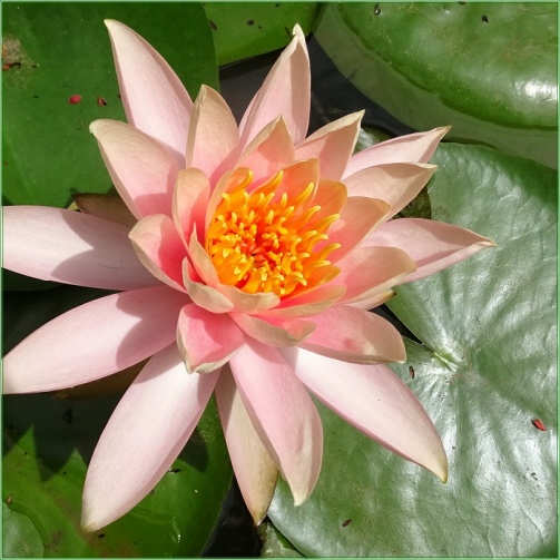 Nymphaea Colorado