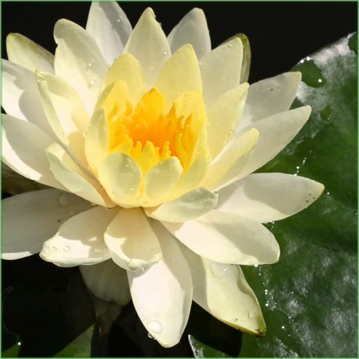 Nymphaea Inner Light