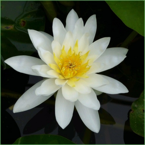 Nymphaea Marliacea Albida