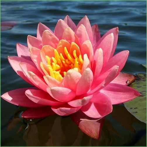 Nymphaea  ‘James Brydon’