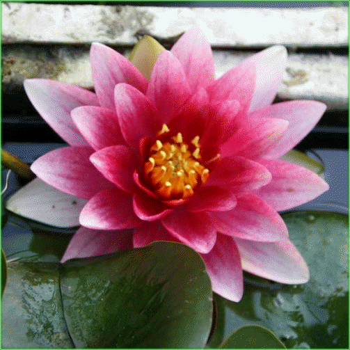 Nymphaea ‘Mrs Richmond’