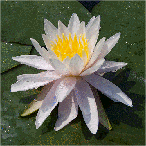 Nymphaea  ‘Ordorata W.B.Shaw’