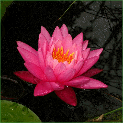 Nymphaea  ‘Rose Arey’