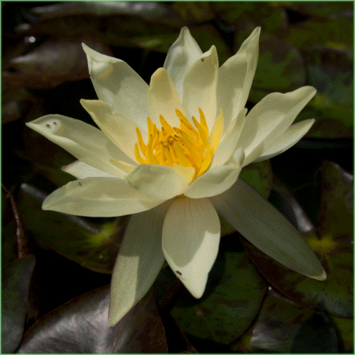 Pygmaea ‘Helvola’