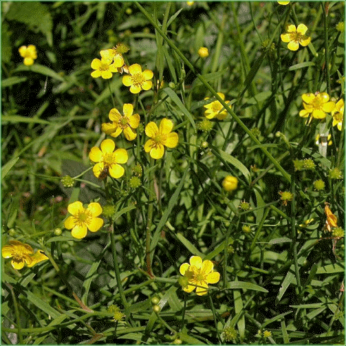 RANNUNCULUS FLAMULA (Lesser Spearwort)