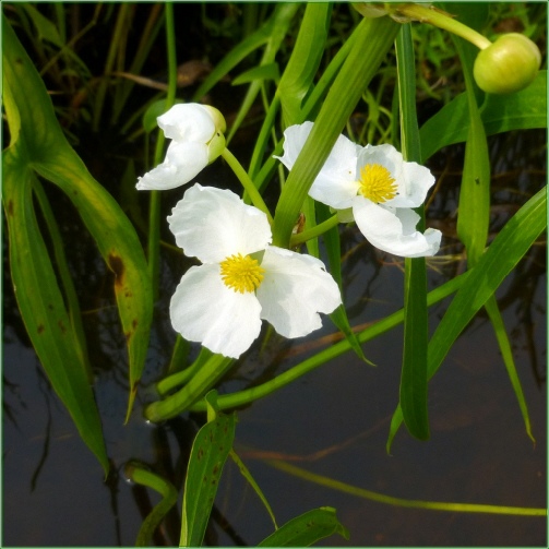 SAGITTARIA LATIFOLIA