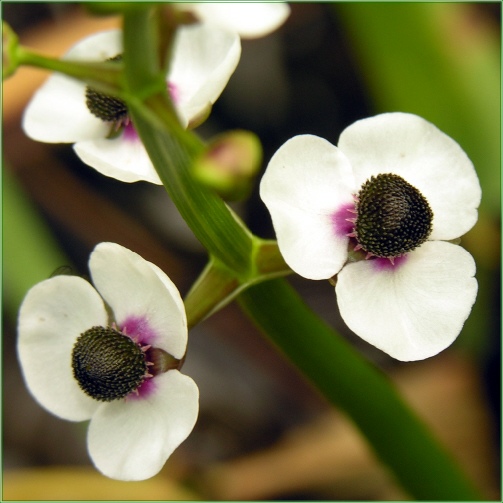 SAGITTARIA SAGITTIFOLIA