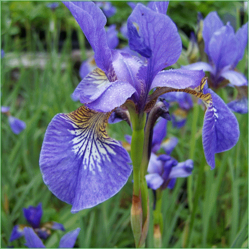 SIBERIAN IRIS (Blue King)