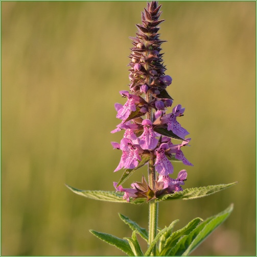 STACHYS  PALUSTRIS